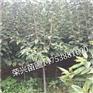 樱桃苗服务周到基地批发大量出售台州玉环县种植基地