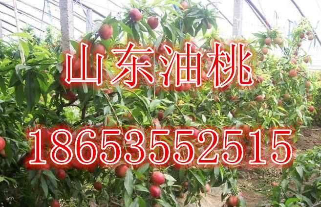 山东油桃大量批发  油桃批发  批发油桃  油桃价格