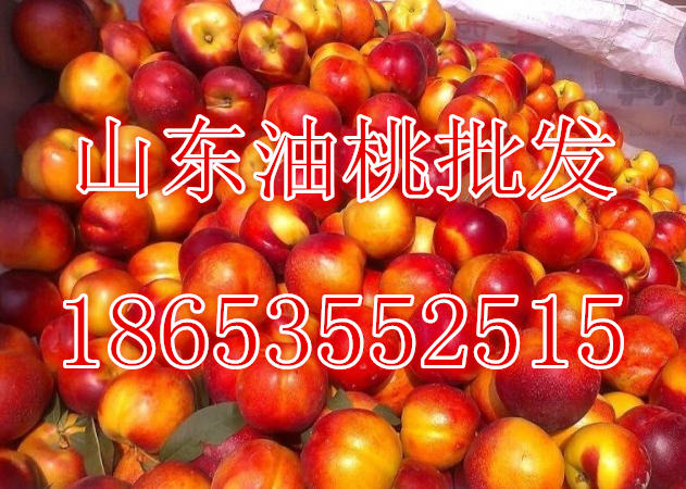 山东油桃大量批发  油桃批发  批发油桃  油桃价格