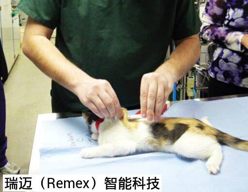 活体动物芯片，鱼类放流晶片，植入式芯片  宠物芯片  鱼类晶片