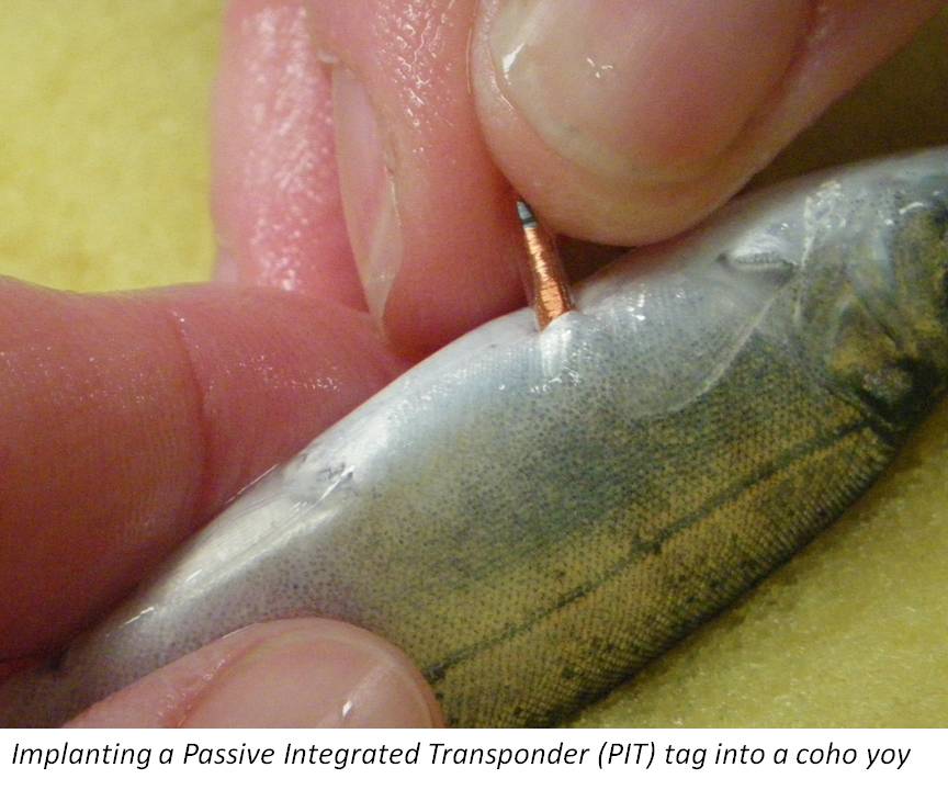 马匹芯片，动物芯片，牛羊芯片，鹿芯片，猴子芯片  宠物芯片  活体芯片