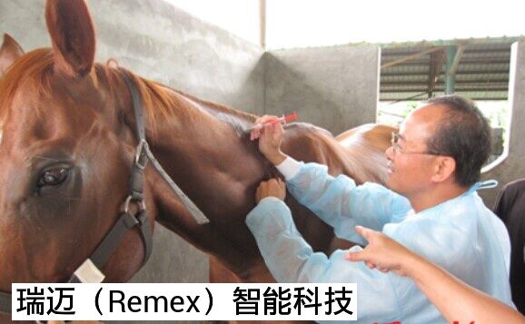 母猪保险植入式动物电子芯片 猪、牛、羊电子晶片  马匹芯片  鹿芯片  猴子芯片