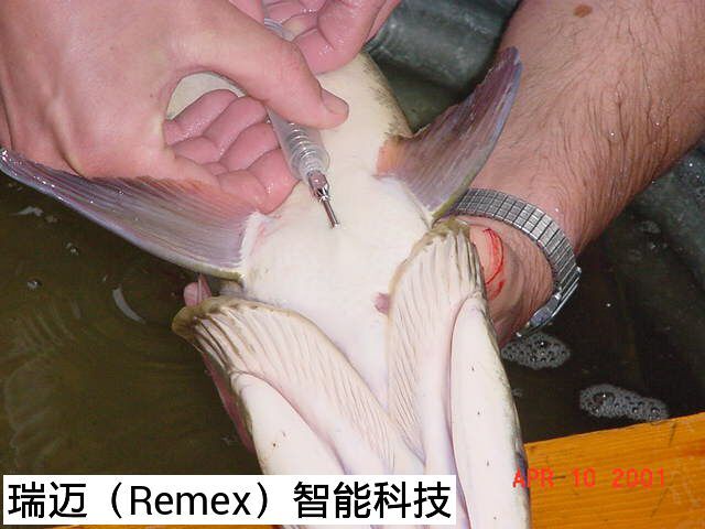 母猪保险植入式动物电子芯片 猪、牛、羊电子晶片  马匹芯片  鹿芯片  猴子芯片