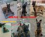 珠海哪里有卖纯种金毛犬的幼犬多少钱