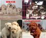 菏泽哪里有卖纯种金毛犬的幼犬多少钱