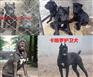 邢台哪里有纯种狼狗养殖场牧羊犬幼崽多少钱