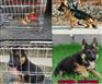 临沧哪里有卖纯种金毛犬的幼犬多少钱
