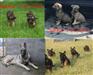乌鲁木齐哪里有卖纯种金毛犬的幼犬多少钱