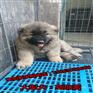 平凉哪里有纯种狼狗养殖场牧羊犬幼崽多少钱