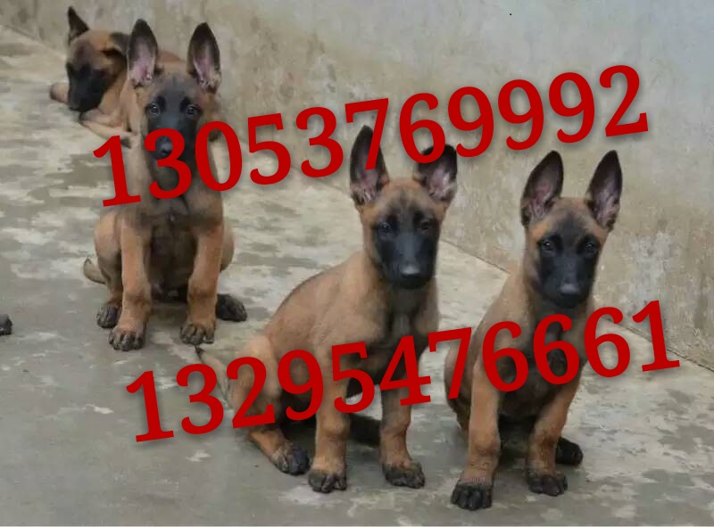 四川达州护卫犬3-5个月马犬价格