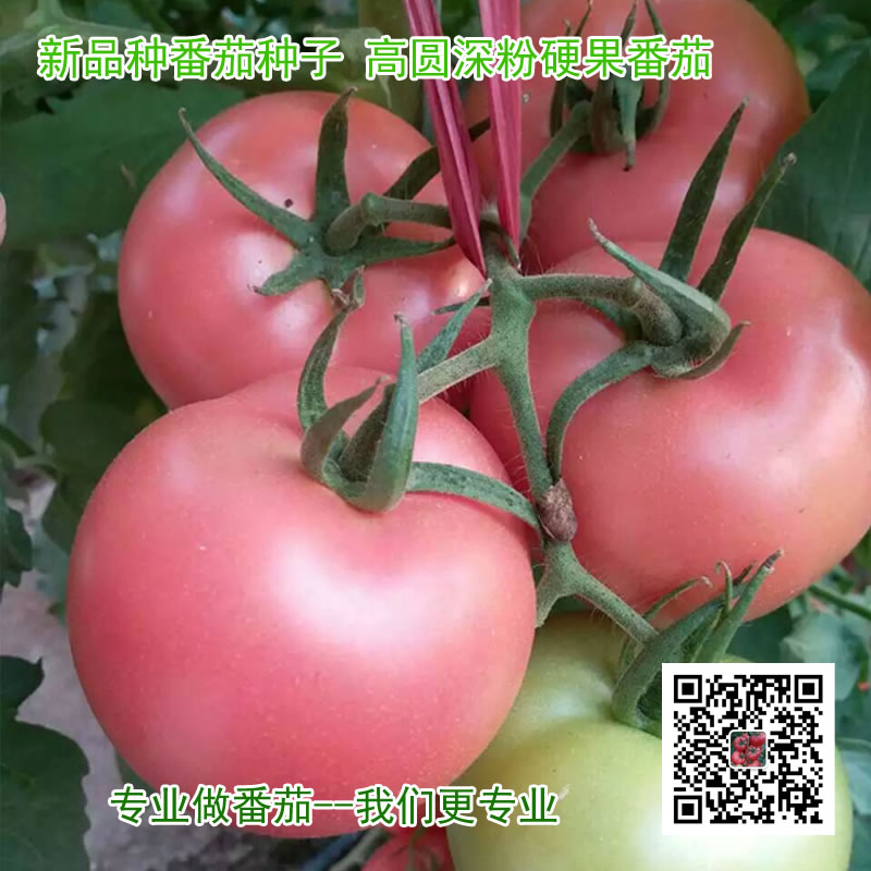 进口硬果番茄种子，荷兰进口新品种番茄种子  大果番茄品种  进口粉果番茄种子