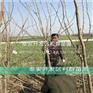 批发8公分柿子树苗基地
