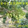 批发6公分柿子苗