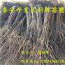 批发黑柿子树苗基地