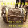 批发次郞柿子树苗基地