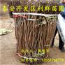批发罗田柿子树苗基地
