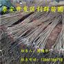 批发阳丰甜柿子苗基地