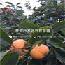 批发柿子树苗基地