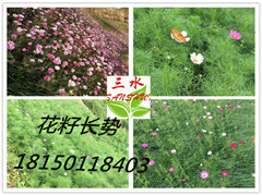 漳州市云霄县中风化粉砂岩石施工技术  中风化砂岩  中风化泥质砂岩  强风化砂岩属于几类土