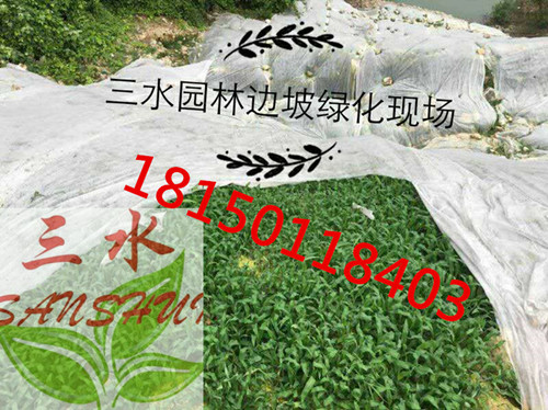 漳州市华安县强风化粉砂岩石客土喷播施工  边坡复绿矿区修复治