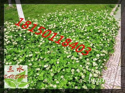 漳州市云霄县专业喷混植生袋施工  专业喷混植生施工  护坡植草公司