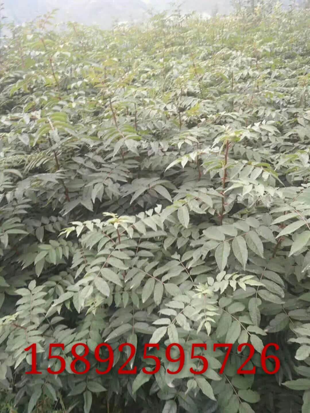 九叶青花椒苗，九叶青花椒苗价格，九叶青花椒苗批发  樱桃苗  枇杷苗
