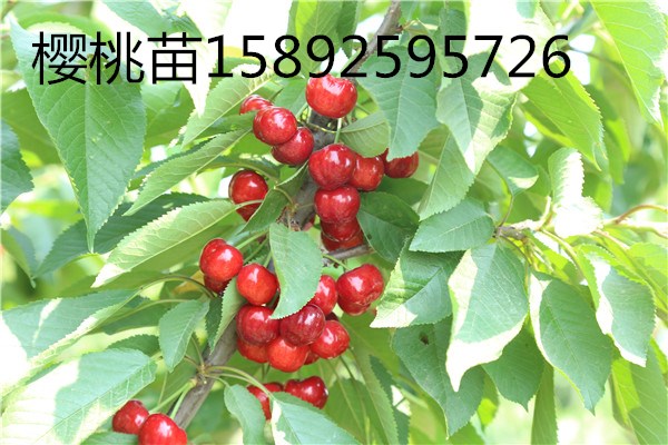 大樱桃，大樱桃价格，大樱桃批发  樱桃苗