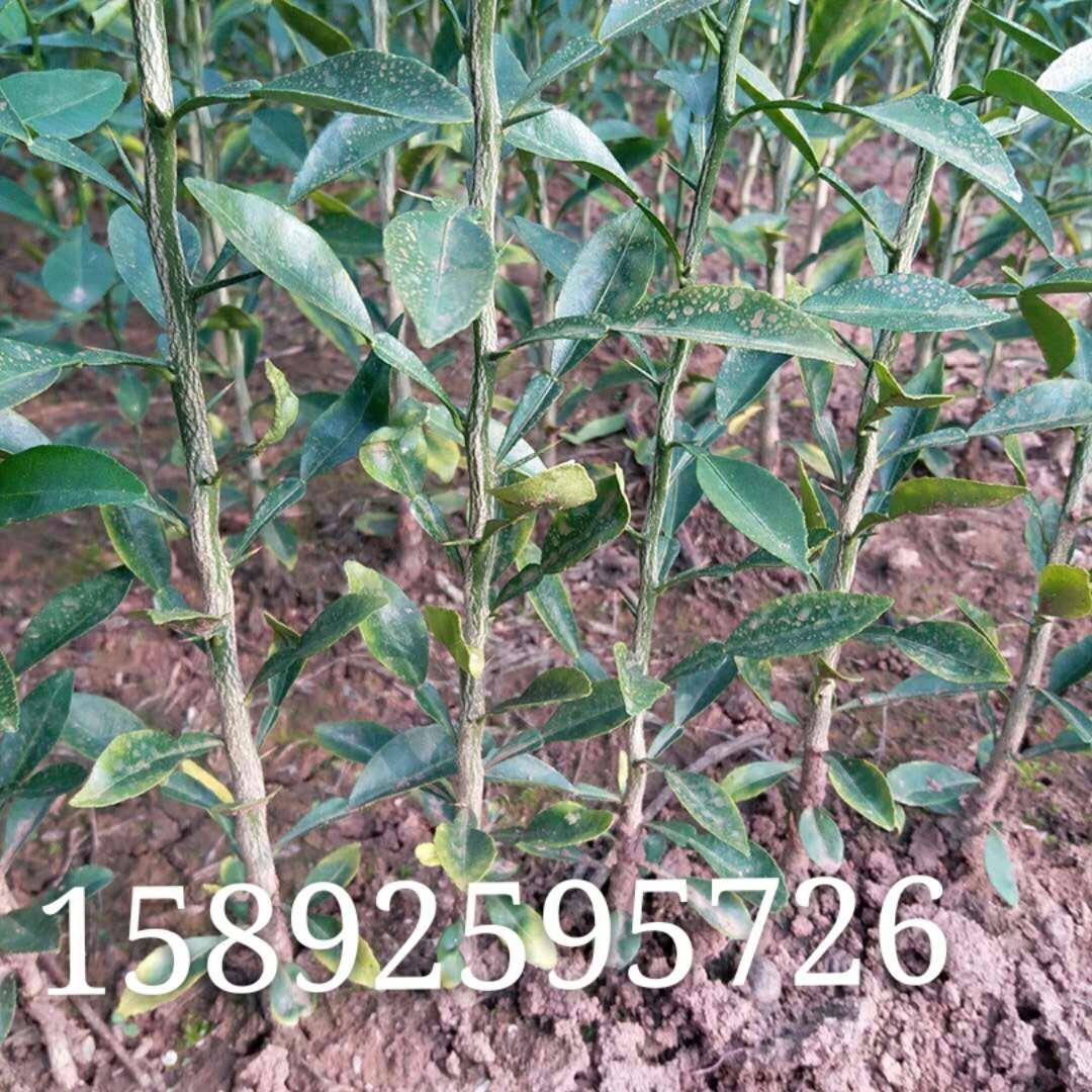 不知火柑橘苗，绵阳不知火柑橘苗种植技术