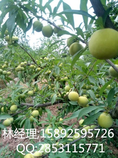 金秋砂糖桔，绵阳金秋砂糖桔基地  柑橘苗