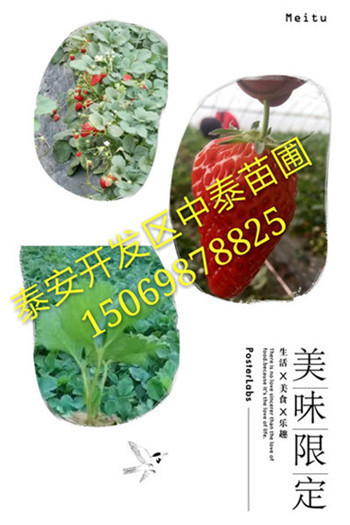 《阿克苏艳丽草莓苗(新闻)批发出售》