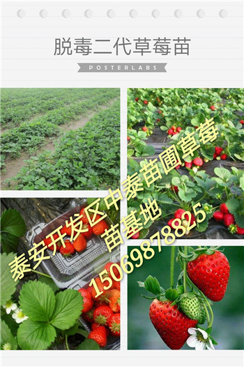 《威海白雪公主草莓苗(新闻)主要货源地卖价》