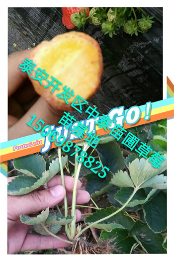 《阿克苏艳丽草莓苗(新闻)批发出售》