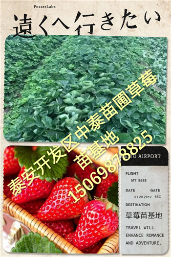 《益阳太空草莓苗(新闻)视频》
