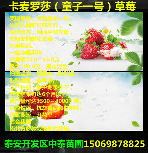 《威海白雪公主草莓苗(新闻)主要货源地卖价》