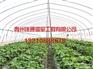 青州草莓大棚_草莓温室建设公司属鑫利丰温