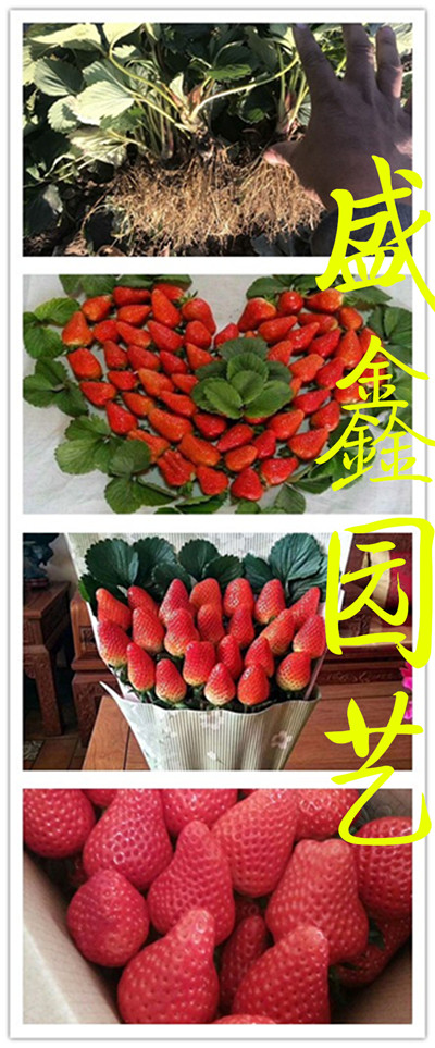 草莓苗批发、香绯草莓苗如何管理