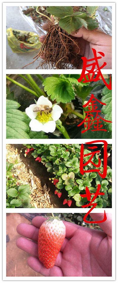 草莓苗批发、香绯草莓苗如何管理