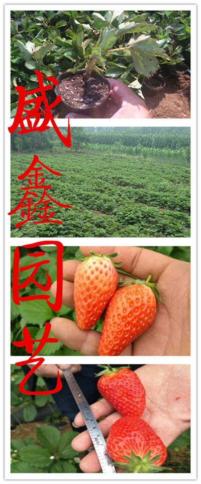 草莓苗批发、香绯草莓苗如何管理