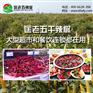 辣椒面批发商 匡老五辣业 教你如何分辨辣椒面的好坏