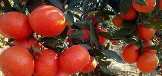 贵阳哪个东方红橘苗种植基地比较好 南丰蜜橘苗 默科特苗 明柳桔苗