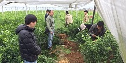 贵阳哪里有大雅柑苗批发的啊&nbsp;&nbsp;南丰蜜橘苗&nbsp;&nbsp;默科特苗&nbsp;&nbsp;明柳桔苗