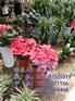 花卉种植,武汉花卉,心诚园艺(图)