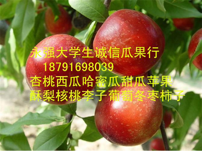 陕西油桃代办陕西极早熟油桃基地中油5号油桃产地  陕西油桃产地批发  陕西中油4号油桃批发  陕西曙光油桃批发