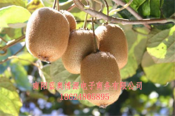 桐柏商城-中原蓝奥桐柏云商-桐柏特产  厂家价格