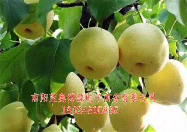 桐柏商城-桐柏农产品-桐柏农产品  厂家价格