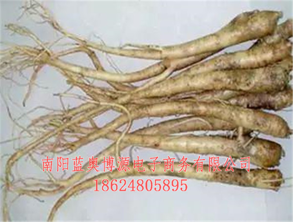 桐柏商城-中原蓝奥桐柏云商-桐桔梗茶  厂家价格