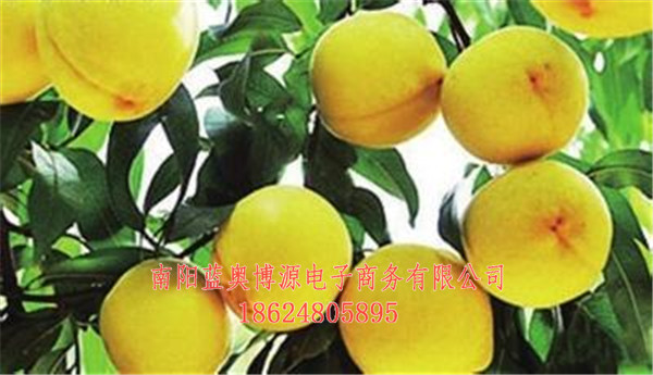 桐柏商城-桐柏农产品-农村电商  厂家价格