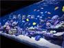 合肥订做大型水族箱订购