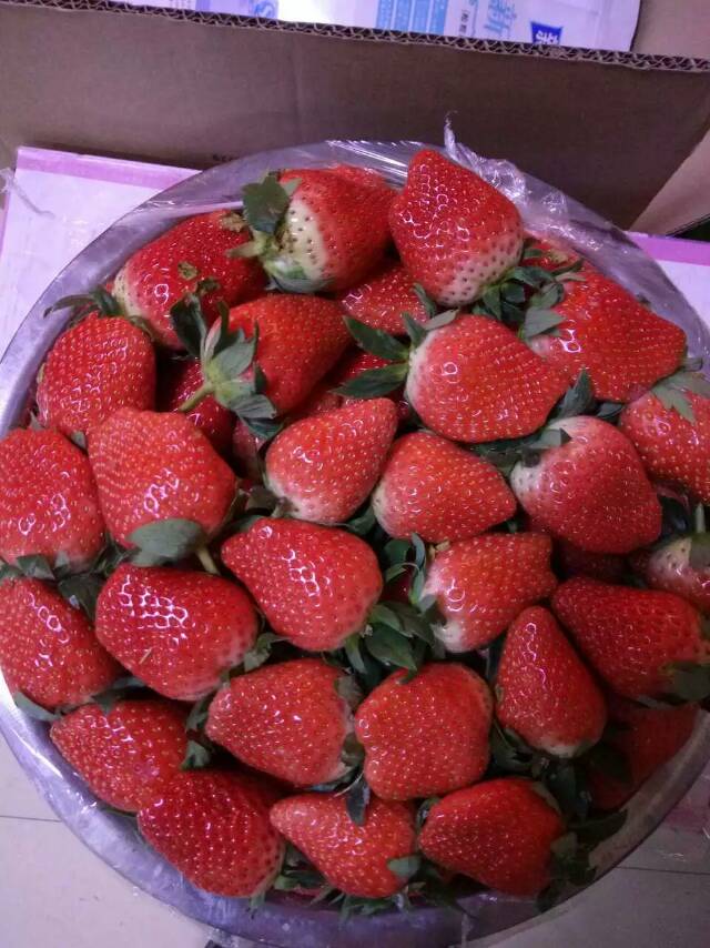 广安大棚红颜草莓苗栽培要点