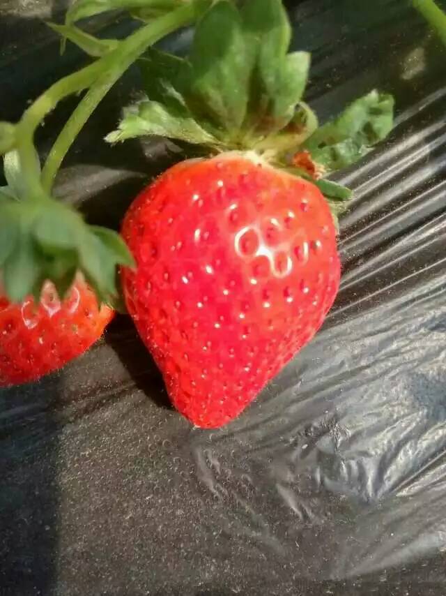 淮北丰香草莓苗联系人电话